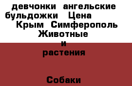 девчонки  ангельские бульдожки › Цена ­ 50 000 - Крым, Симферополь Животные и растения » Собаки   
